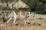 WHIPPET 142